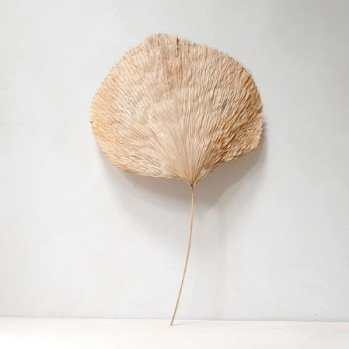 Palas Palm Fan